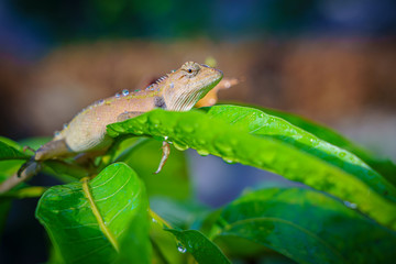 close up macro concept Garden lizard Oriental garden lizard, Eastern garden lizard, Changeable lizard or Calotes versicolor eating water on trees in the garden and sunlight.