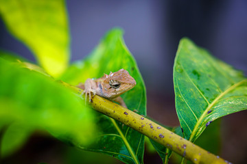 close up macro concept Garden lizard Oriental garden lizard, Eastern garden lizard, Changeable lizard or Calotes versicolor eating water on trees in the garden and sunlight.