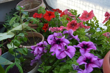 Petunias of all kinds, Algeria