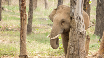 Rescued elephant in the forest of chhattisgarh india