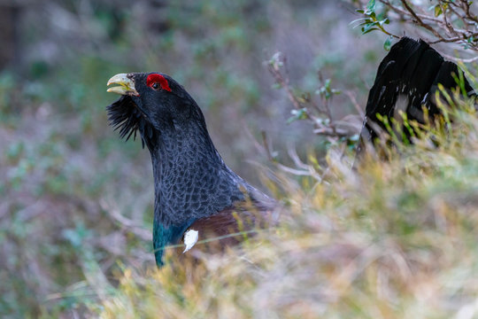 Capercaillie on the lek place