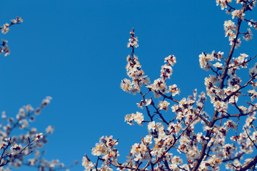 Blooming tree branch close up next to clear blue sky in a sunny spring day.