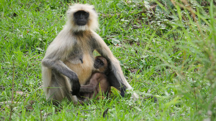 cute little child monkey with her mother in her arms 