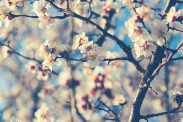 Blooming tree branch close up next to clear blue sky in a sunny spring day.