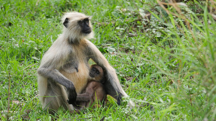 Fototapeta premium cute little child monkey with her mother in her arms 