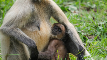 cute little child monkey with her mother in her arms 
