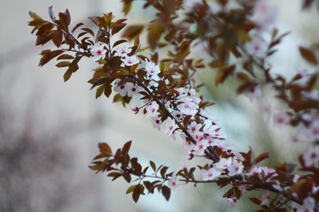 Branch of a blossoming cherry in the spring.