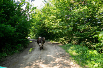 Fototapeta na wymiar cow on a sandy road in the mountains
