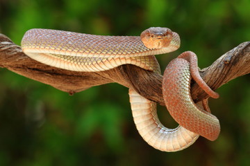 Obraz premium brown pit viper