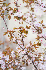 Branch of a blossoming cherry in the spring.