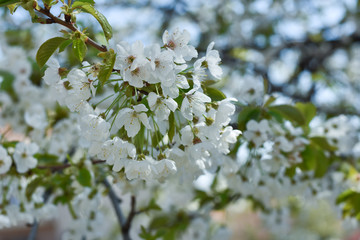 Beautiful spring cherry blossom. Sweet cherry in full blossom in spring. Spring background
