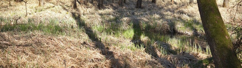 Sumpflandschaft am Langbürgner See