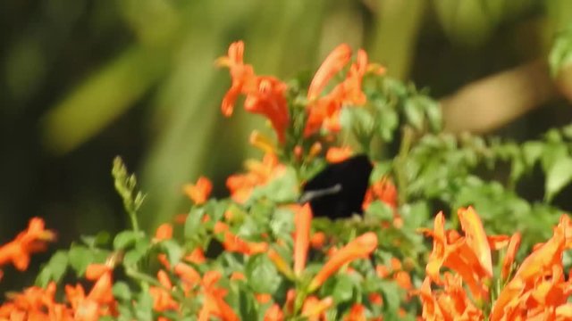 AUSTRALIA - CIRCA 2017 - Extreme close up of a crimson topaz gorget hummingbird hovering in slow motion.
