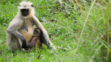 Mother monkey with a child in her arms