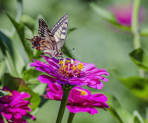 Butterfly drinks nectar. Perched on a red flower.