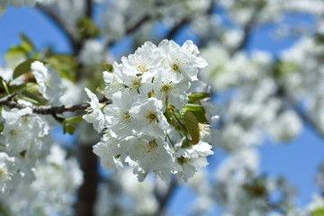 Beautiful spring cherry blossom. Sweet cherry in full blossom in spring. Spring background