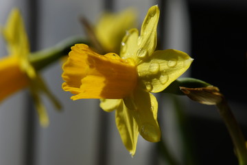 Closeup picture of a daffodil Easter bell blossom with water drops