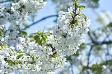 Beautiful spring cherry blossom. Sweet cherry in full blossom in spring. Spring background
