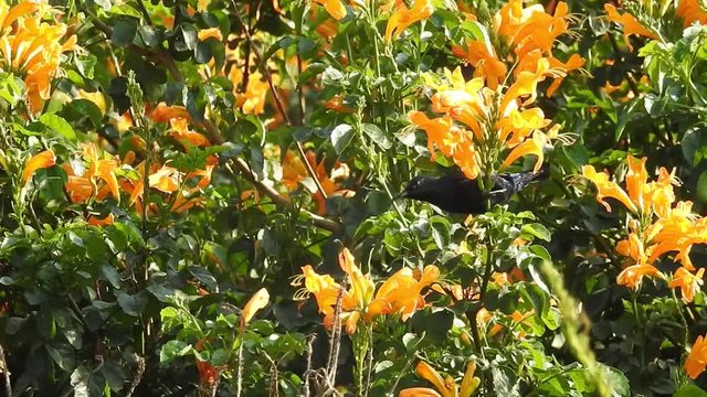 AUSTRALIA - CIRCA 2017 - Extreme close up of a crimson topaz gorget hummingbird hovering in slow motion.
