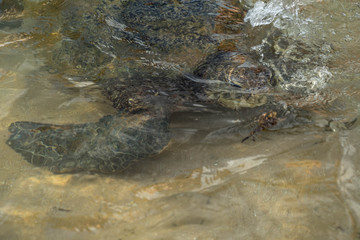 big turtle swims in water and eats algae