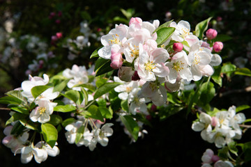 apple tree flowers against a green background