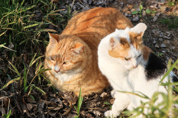 Naklejka na ściany i meble cat couple resting on the ground surrounded by grass