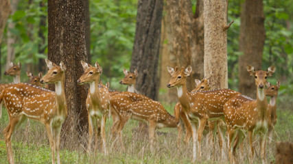 Naklejka na ściany i meble Spotted dear in a group in natural jungles of india 