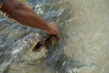 Fototapeta premium big turtle swims in water and eats algae