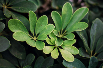 close up of green leaves