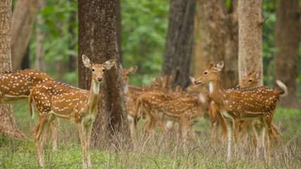 Spotted dear in a group in natural jungles of india  