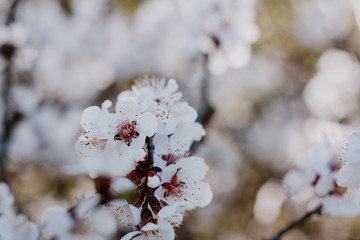 white flowers on a tree branch in a spring garden