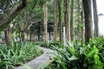 walk path way in the middle of the forest.