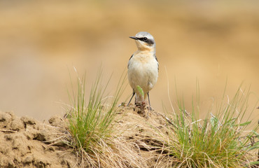 Wheatear, oenanthe. A bird sits in a sand quarry on a pile of sand