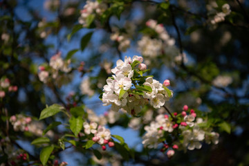 apple tree in bloom against a blue sky