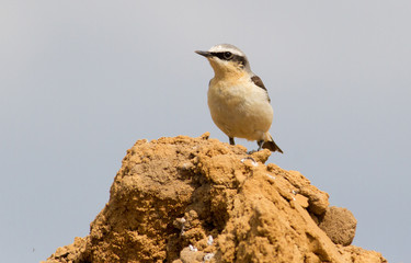 Wheatear, oenanthe. A bird sits in a sand quarry on a pile of sand