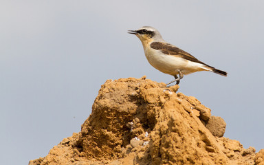 Wheatear, oenanthe. A bird sits in a sand quarry on a pile of sand