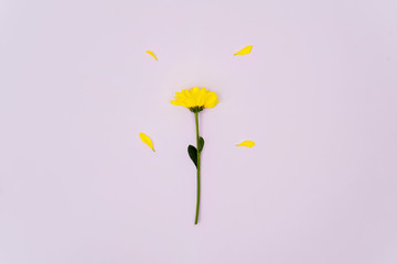 Flat lay of yellow daisy flower