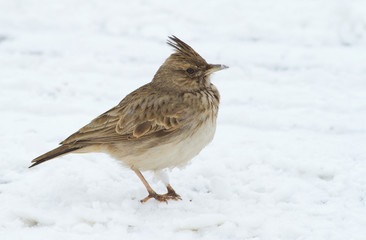 Crested lark, galerida. A bird walks through the snow in search of food