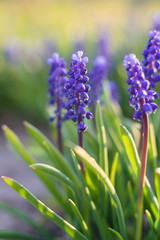 Muscari in the spring sunshine in the garden. Beautiful garden flowers. Spring blooming.