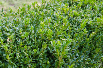 Fresh growing green buxus bushes. Buxus sempervirens.