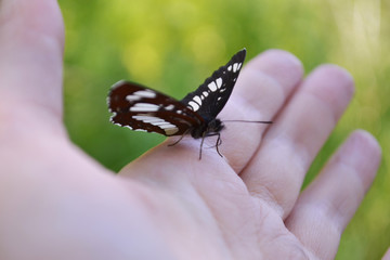 A black butterfly sits on a female hand. Close-up. Blurred background.