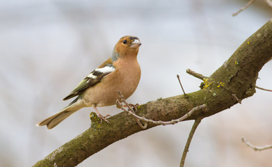 Finch, chaffinch, fringilla. Bird in the forest sits on a branch