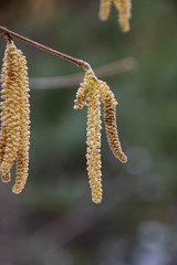 willow catkins in spring