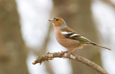 Finch, chaffinch, fringilla. Bird in the forest sits on a branch