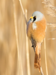 Bearded tit, panurus biarmicus. Bird sitting on reed near a river. Early sunny morning