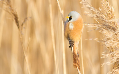 Bearded tit, panurus biarmicus. Bird sitting on reed near a river. Early sunny morning