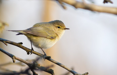 European chiffchaff, phylloscopus collybitus. Bird close-up, sitting on a branch