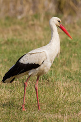 White stork, ciconia ciconia. A bird walks through a meadow near a river