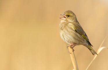 Greenfinch, chloris. A bird sits on a reed and sings