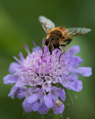 A bee pollinating a devil's bit scabious flower